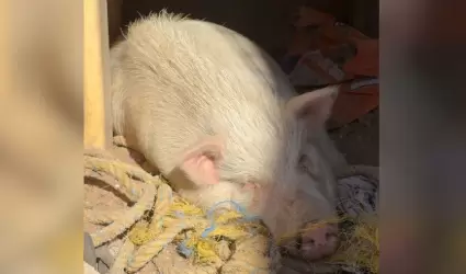 Henry, cerdo rescatado