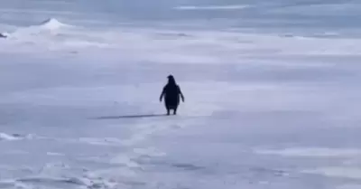 Ping�ino nihilista