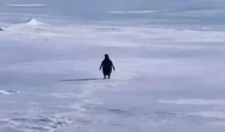 Ping�ino nihilista