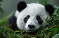 Pandas gigantes dejaron de estar en peligro de extinci�n
