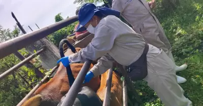 Sonora permanece libre del gusano barrenador