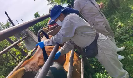Sonora permanece libre del gusano barrenador
