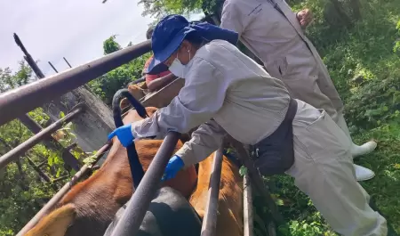 Sonora permanece libre del gusano barrenador