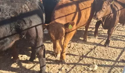 Entrega de sementales