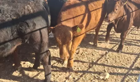 Entrega de sementales