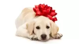 Regalar perros