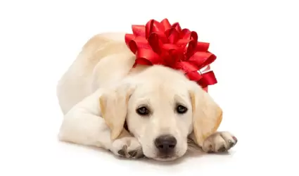 Regalar perros