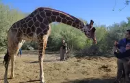 Centro Ecol�gico se prepara para presentar a nueva jirafa antes de Semana Santa