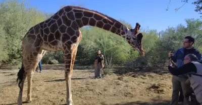 Jirafa en el Centro Ecol�gico