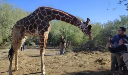Jirafa en el Centro Ecol�gico