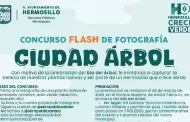 �Captura la esencia verde! Lanzan concurso "Ciudad �rbol" en Hermosillo