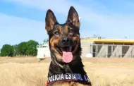 "Berta", la hero�na K-9 que detect� vapeadores con THC en Hermosillo