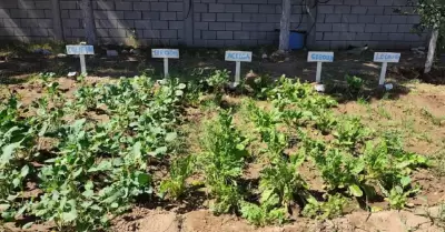 Huerto comunitario en CEDAM Cajeme.