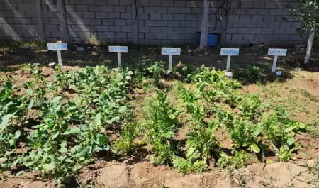 Huerto comunitario en CEDAM Cajeme.