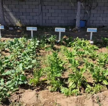 Huerto comunitario en CEDAM Cajeme.