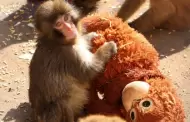 "Punch", el macaco japon�s viral, podr�a fomentar tr�fico ilegal de especies