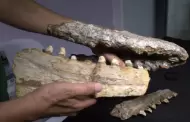 Descubren nuevo dinosaurio marino en el Noreste de M�xico