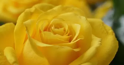 rosa amarilla, flores