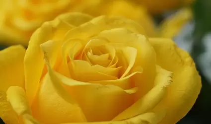 rosa amarilla, flores