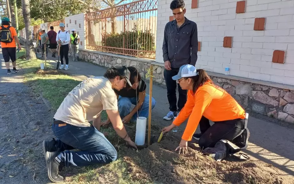 Plantan árboles nativos en la Unison