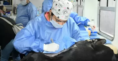 Castraciones gratuitas