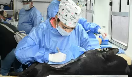 Castraciones gratuitas