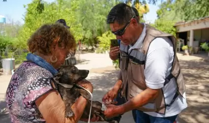 Alerta por garrapatas