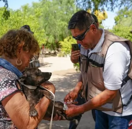 Alerta por garrapatas