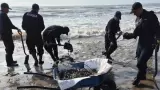 Oleadas de hidrocarburo comenzaron a recalar en playas de Pajapan. Derrame de pe