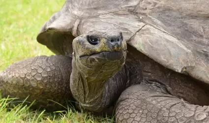 Jonathan, la tortuga m�s longeva del mundo