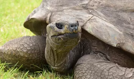 Jonathan, la tortuga m�s longeva del mundo