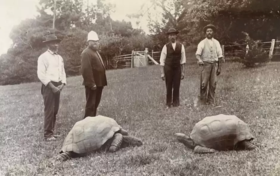 La tortuga Jonathan llegó a la isla de Santa Elena en 1882, con aproximadamente 50 años de vida. Foto: Guinness World Record.