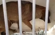 Presentan nueva denuncia por maltrato animal en Antirr�bico de Nogales