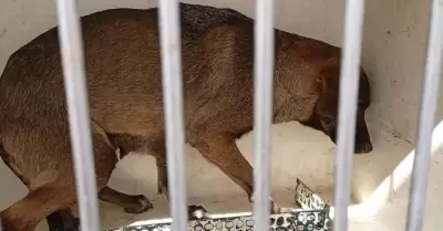 Centro Antirr�bico de Nogales