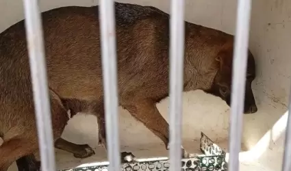 Centro Antirr�bico de Nogales