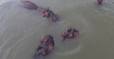 Hipop�tamos en Colombia