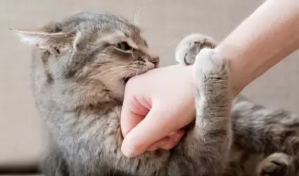 Gato