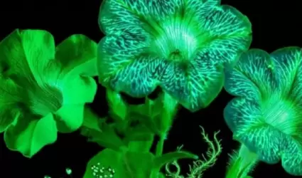 Plantas que brillan
