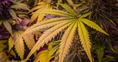 Hojas de la planta de cannabis