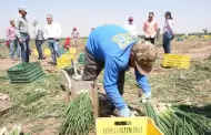 Impulsan en Sonora el ceboll�n como motor agr�cola de exportaci�n