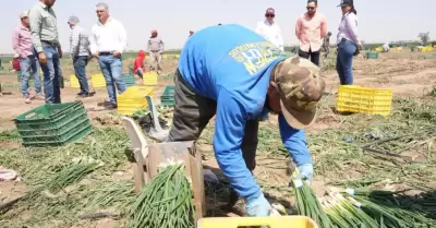 Impulsan en Sonora el ceboll�n como motor agr�cola de exportaci�n