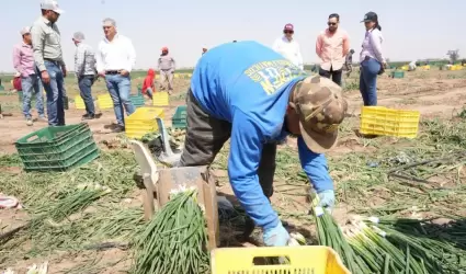 Impulsan en Sonora el ceboll�n como motor agr�cola de exportaci�n