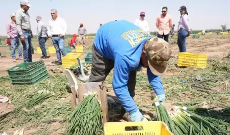 Impulsan en Sonora el ceboll�n como motor agr�cola de exportaci�n