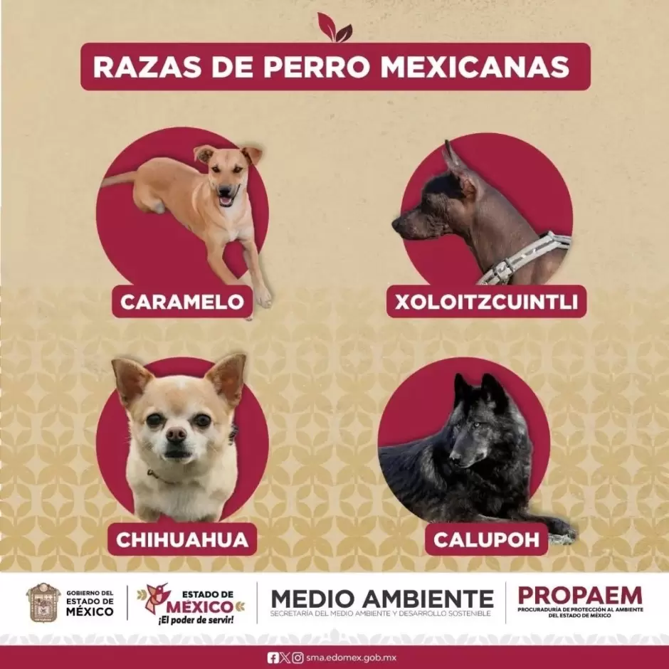Razas mexicanas