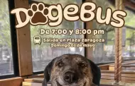 "DogeBus" llega a Hermosillo; paseo pet friendly con causa