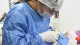 Mantendr�n en mayo esterilizaciones gratuitas