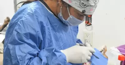 Mantendr�n en mayo esterilizaciones gratuitas