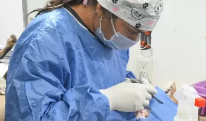 Mantendr�n en mayo esterilizaciones gratuitas