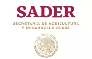 Nueva titular de SADER dar� continuidad a proyectos agr�colas en Sonora
