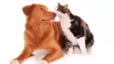 mascotas